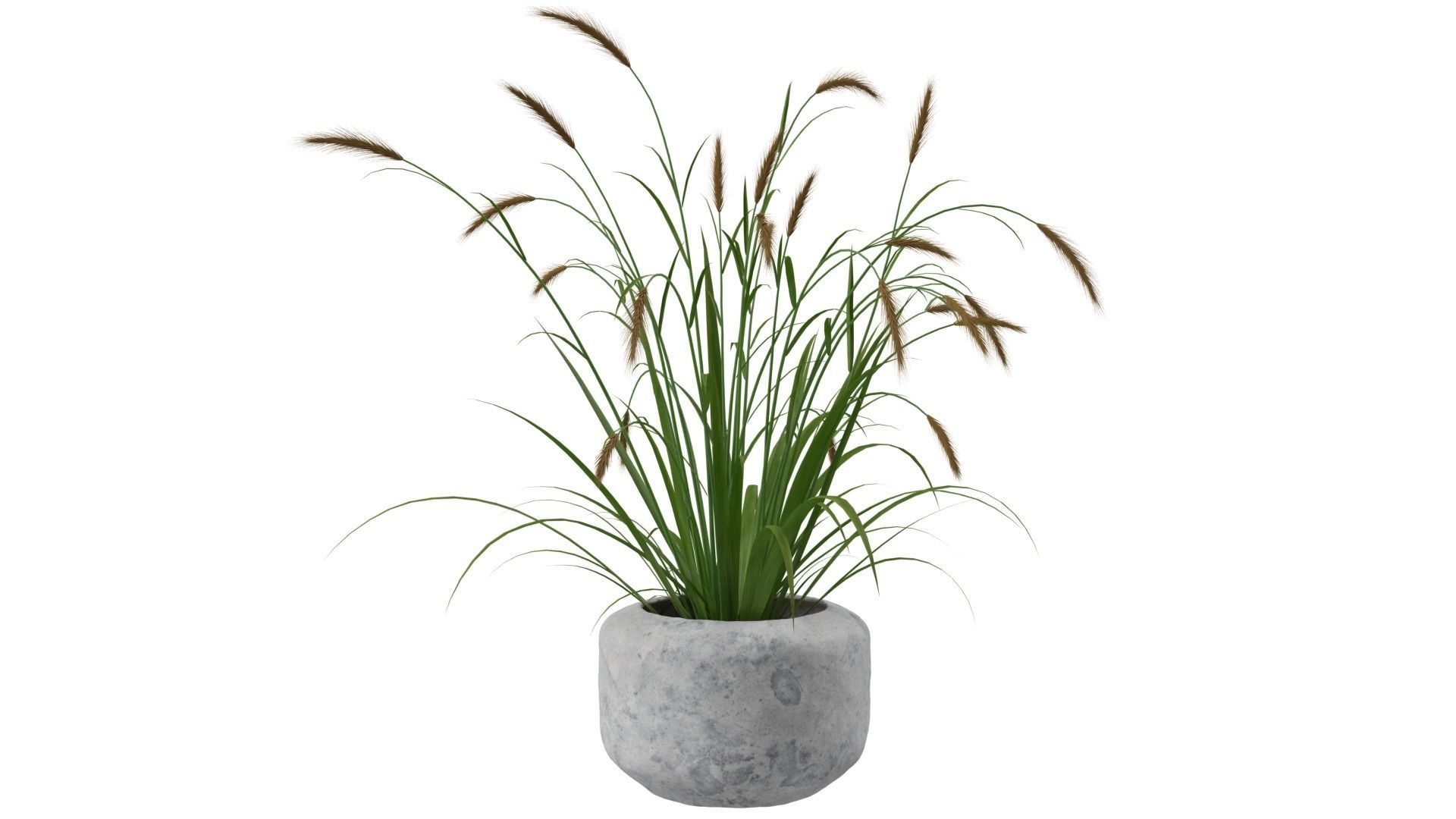 Pampass Flower 3D model_4