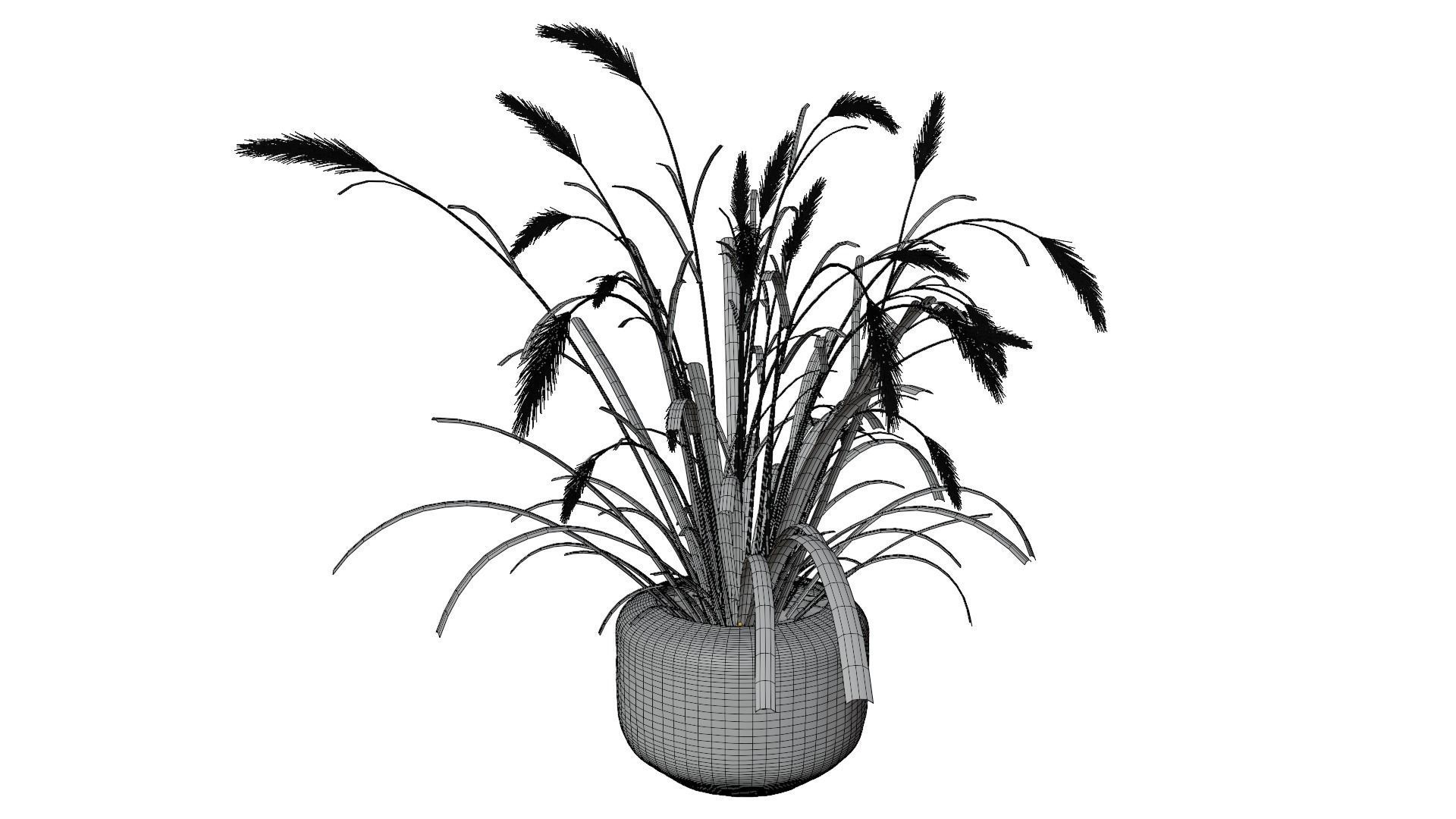 Pampass Flower 3D model_13