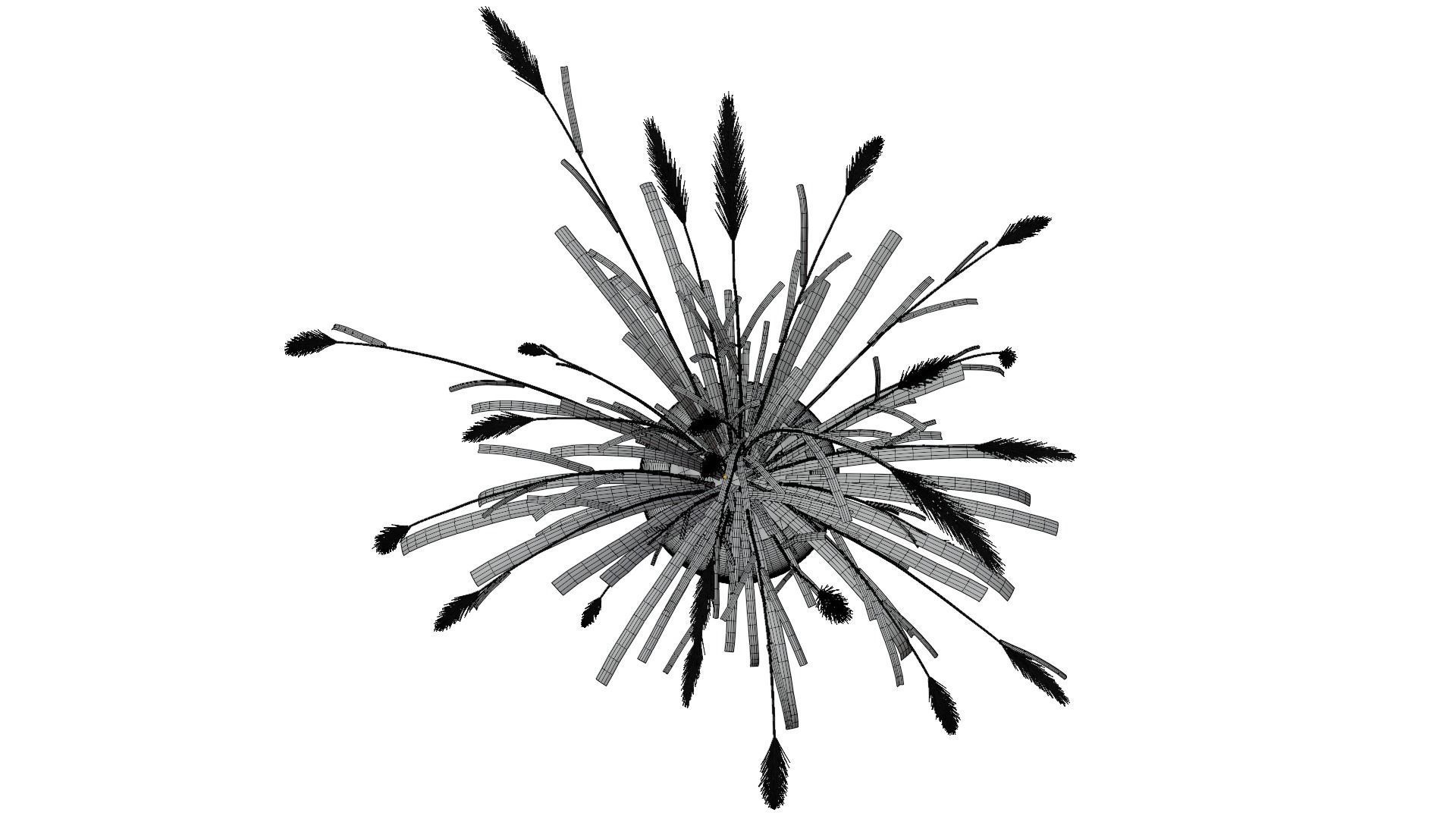 Pampass Flower 3D model_16