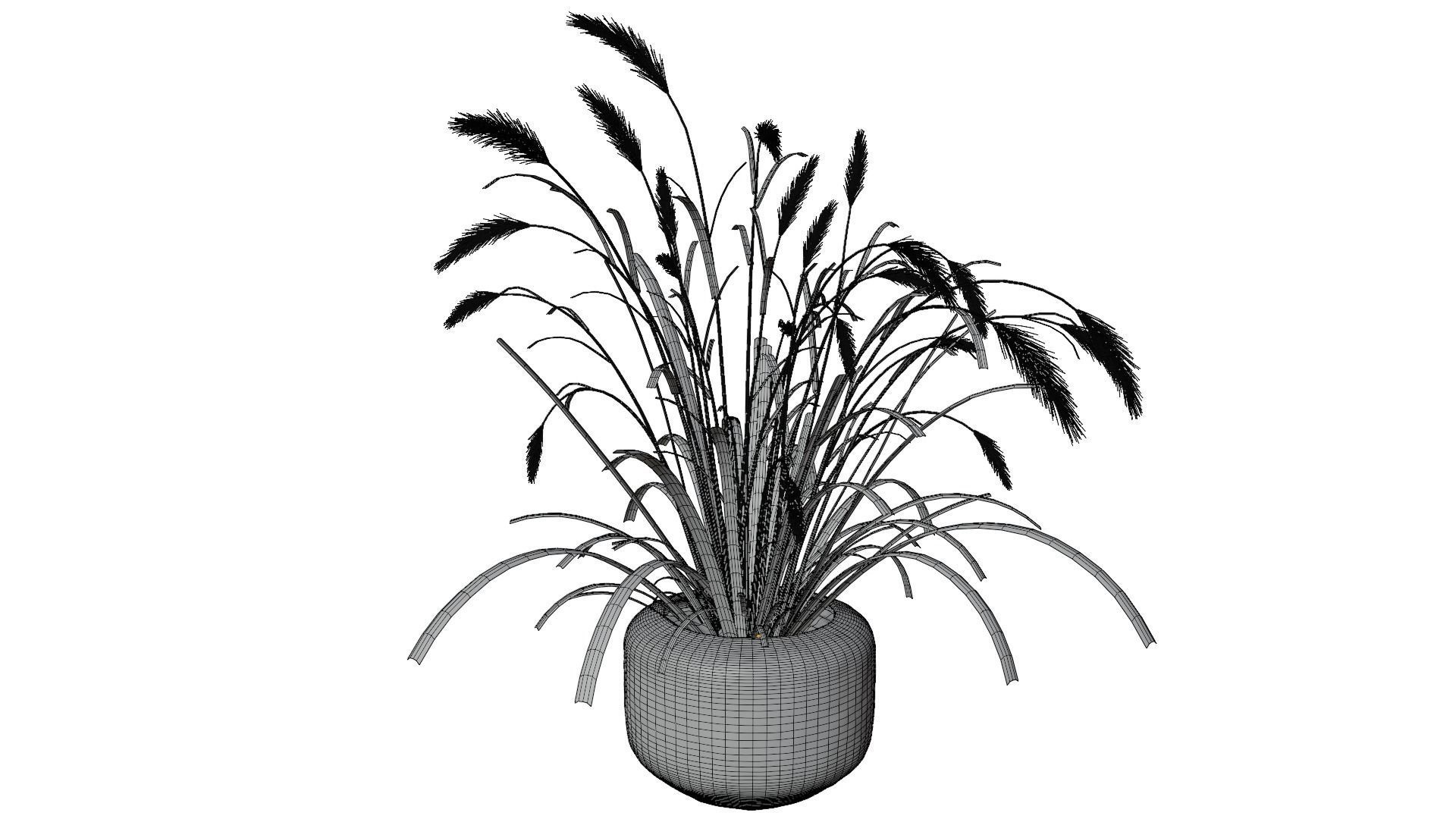 Pampass Flower 3D model_12