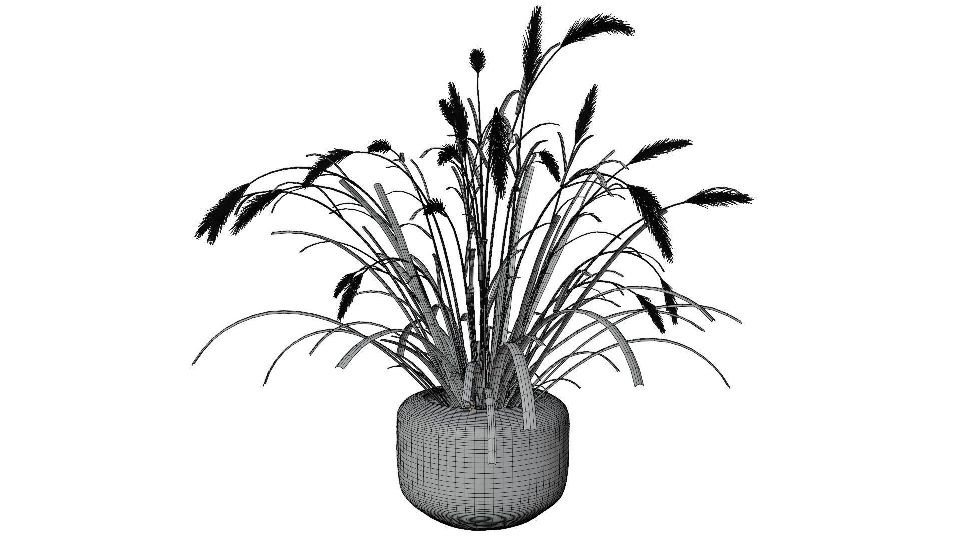 Pampass Flower 3D model_15