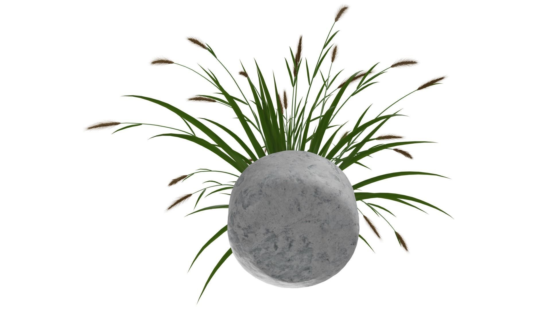 Pampass Flower 3D model_8