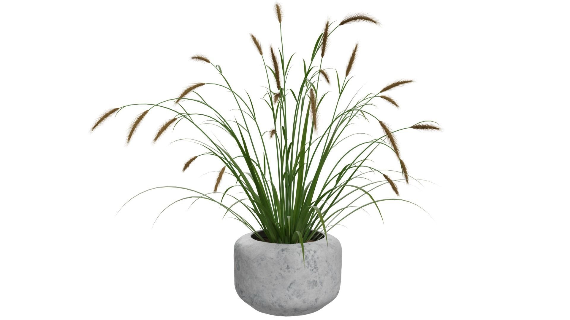 Pampass Flower 3D model_6