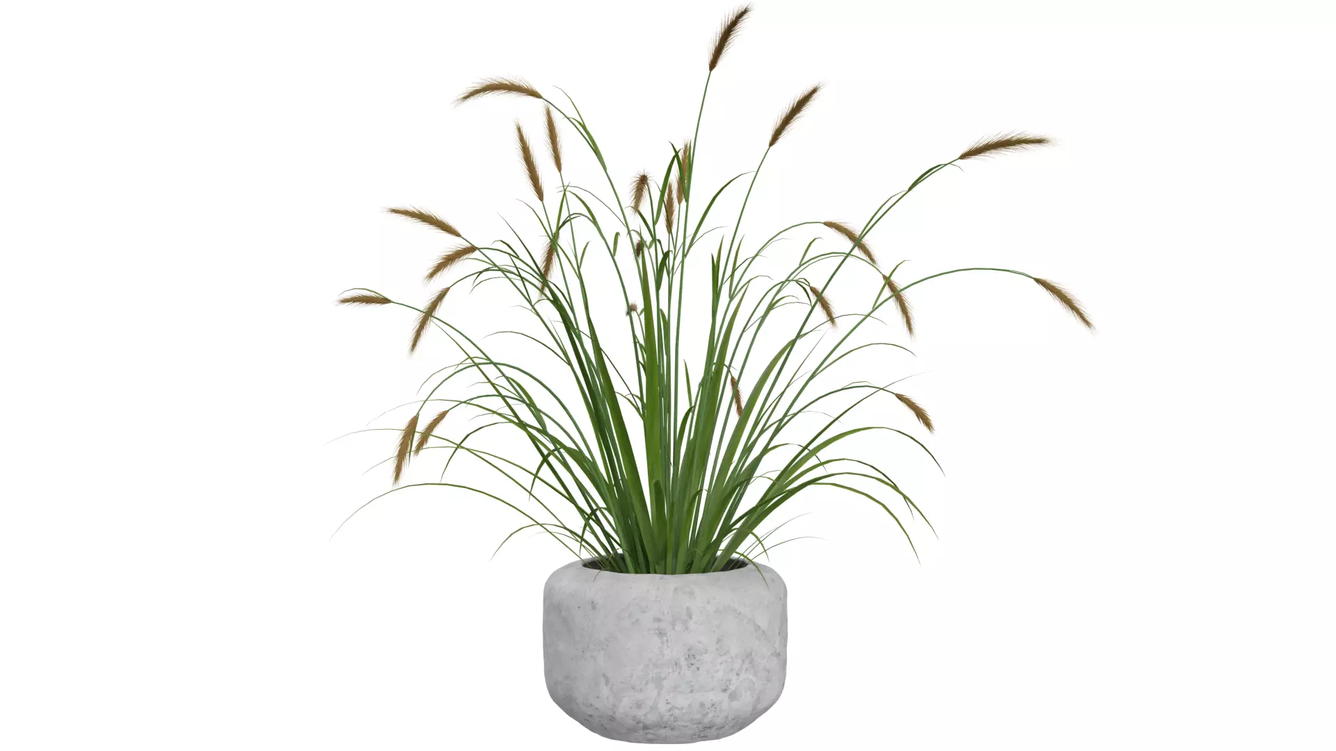 Pampass Flower 3D model_0