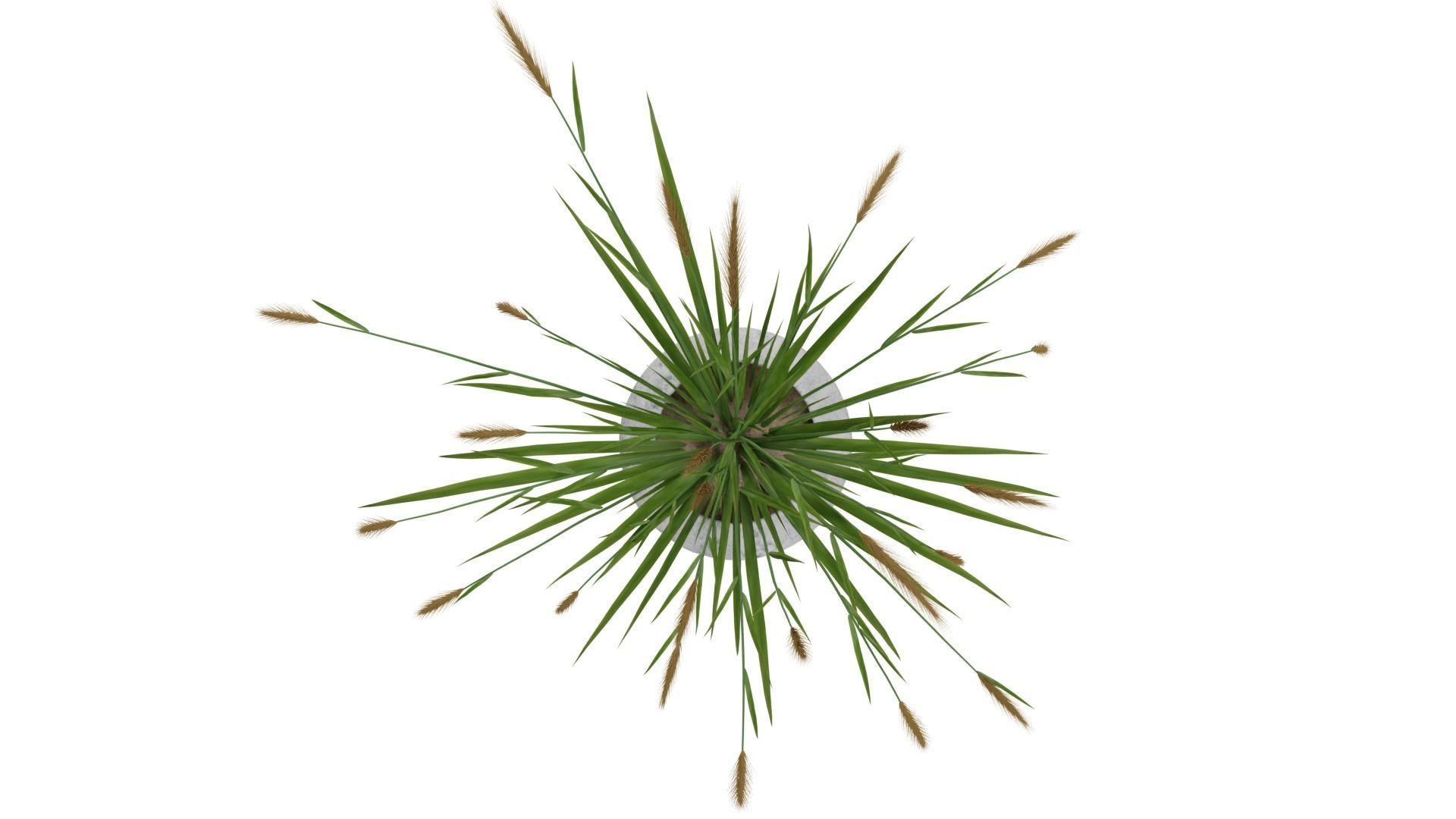 Pampass Flower 3D model_7