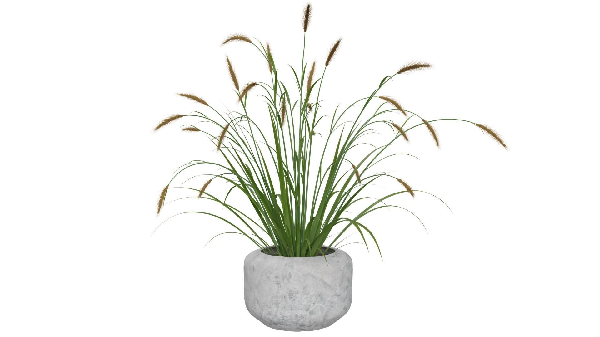 Pampass Flower 3D model_1