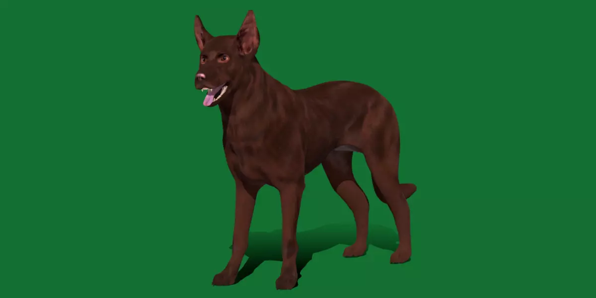 Australian Kelpie Dog 3D model_0