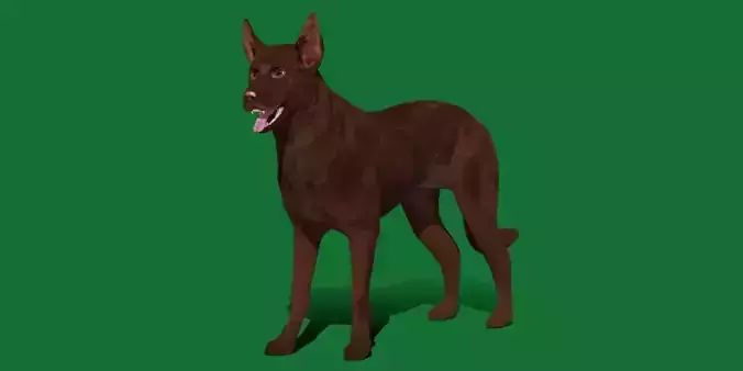 Australian Kelpie Dog