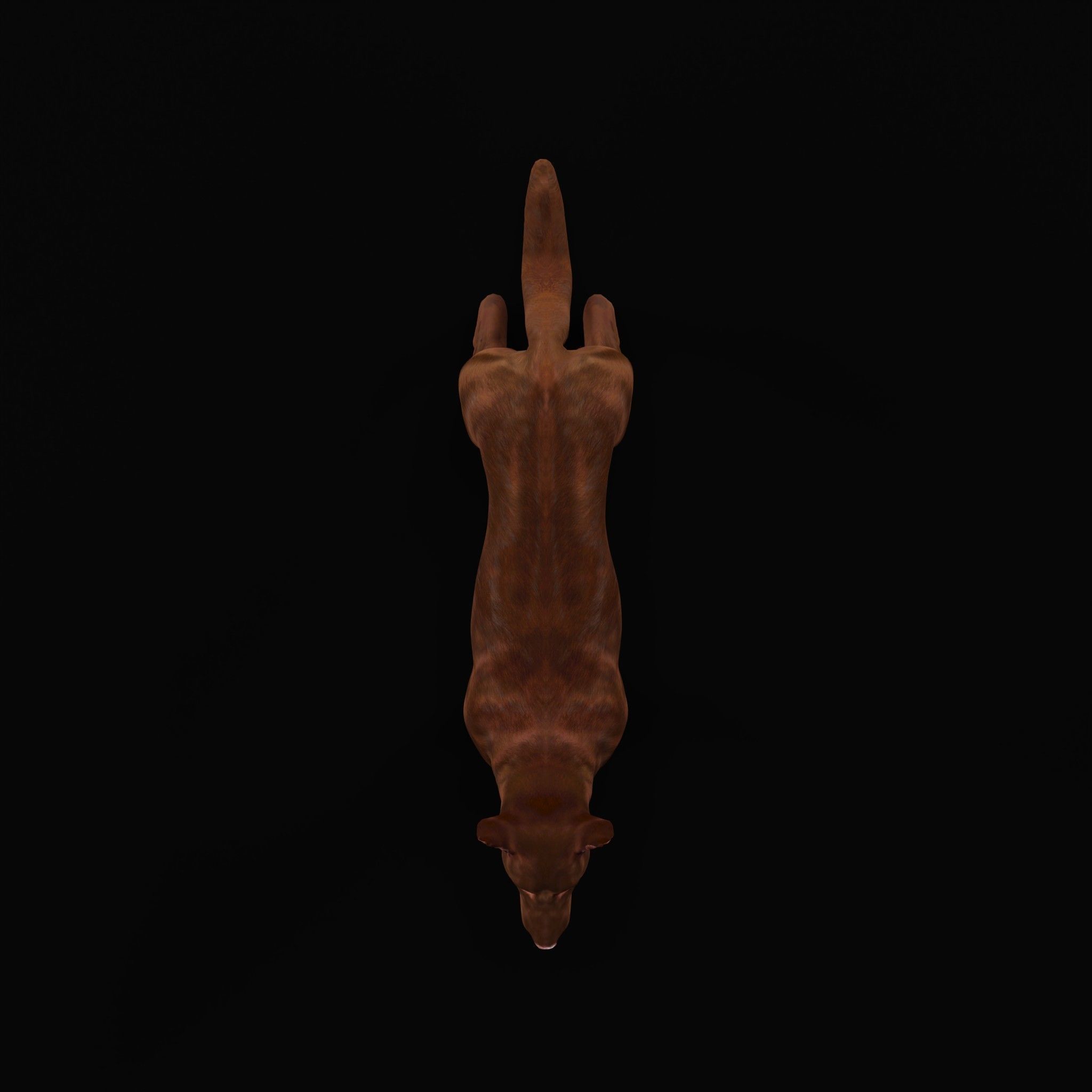 Australian Kelpie Dog 3D model_24