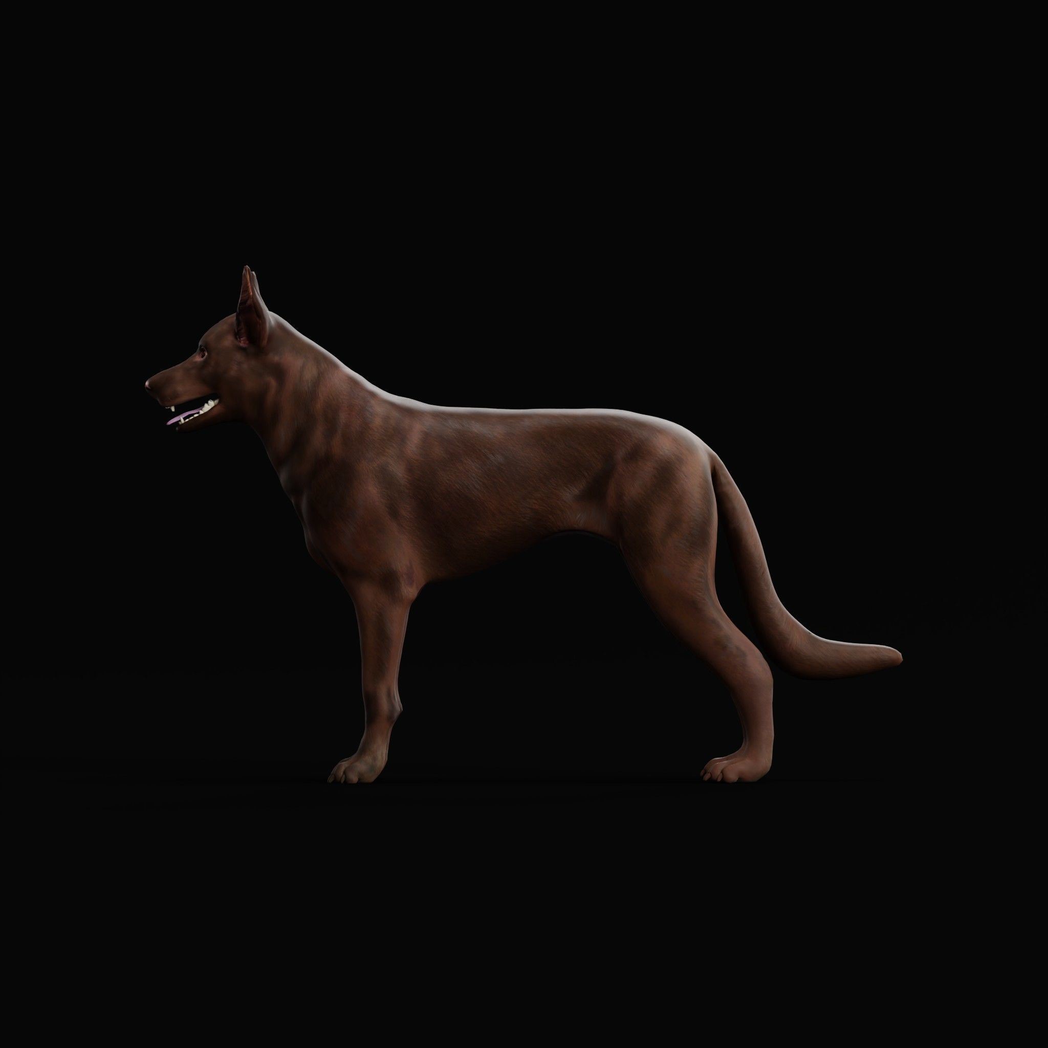 Australian Kelpie Dog 3D model_23