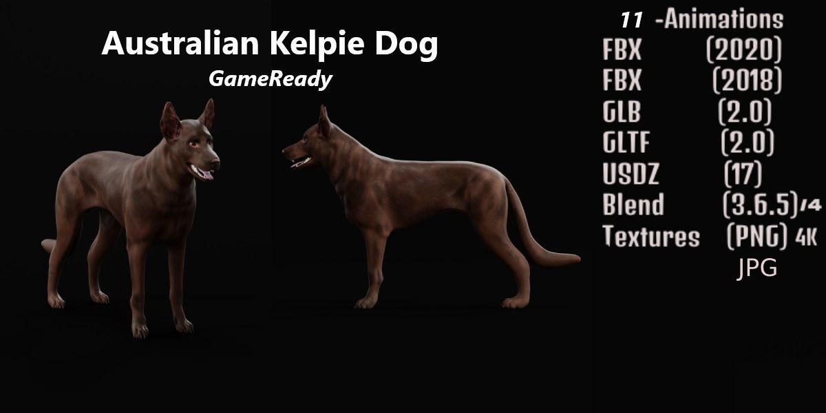 Australian Kelpie Dog 3D model_2