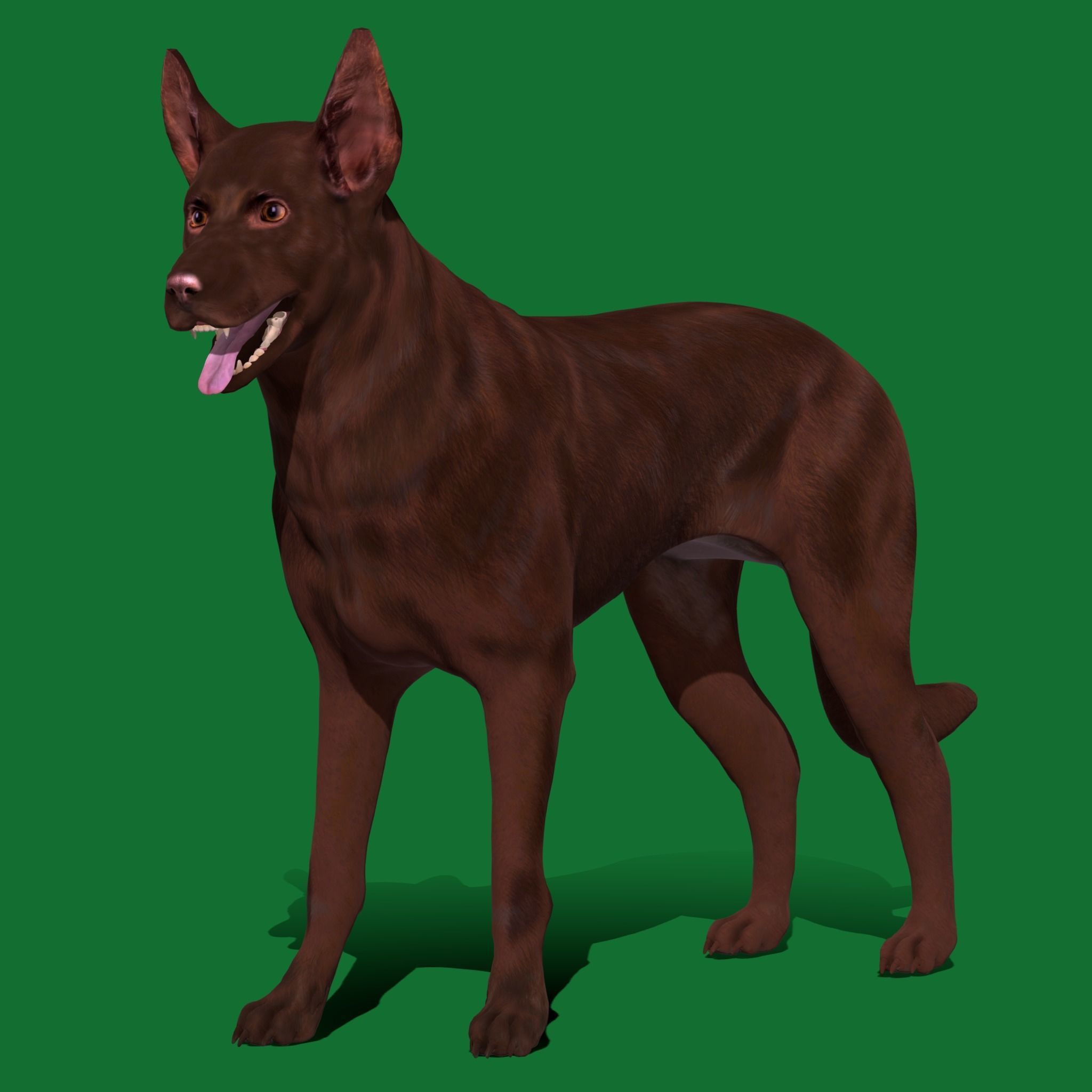 Australian Kelpie Dog 3D model_10