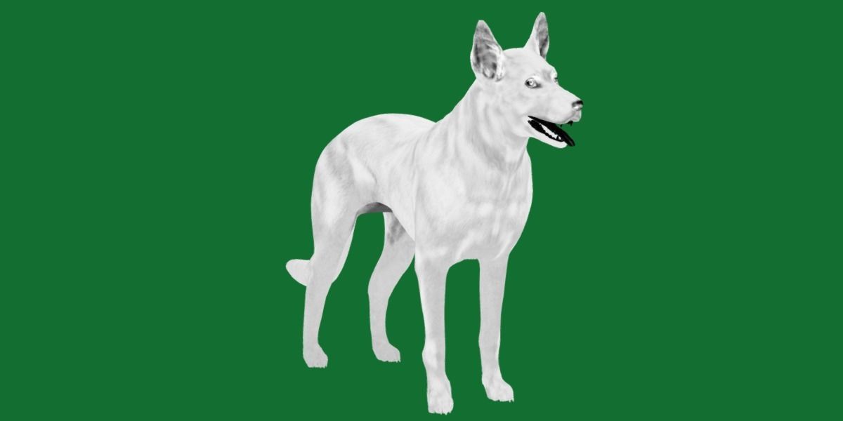 Australian Kelpie Dog 3D model_17