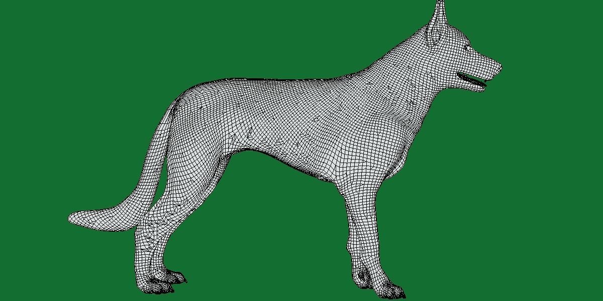 Australian Kelpie Dog 3D model_5
