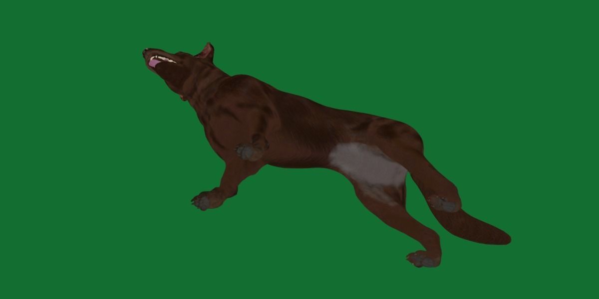 Australian Kelpie Dog 3D model_12