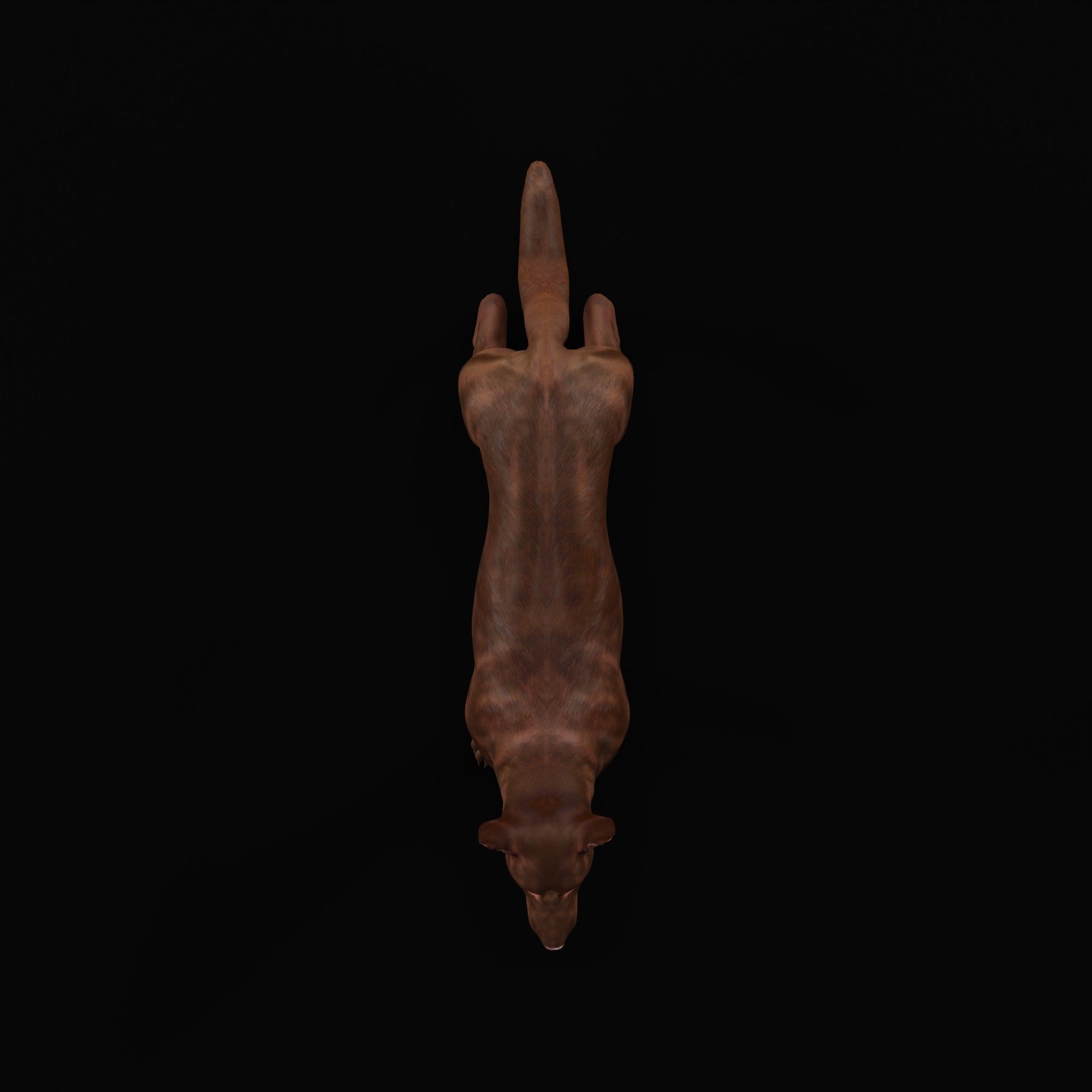 Australian Kelpie Dog 3D model_27