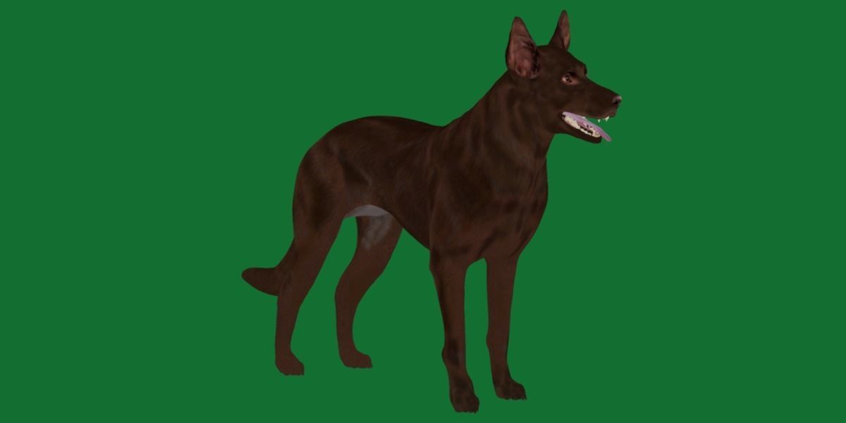 Australian Kelpie Dog 3D model_11