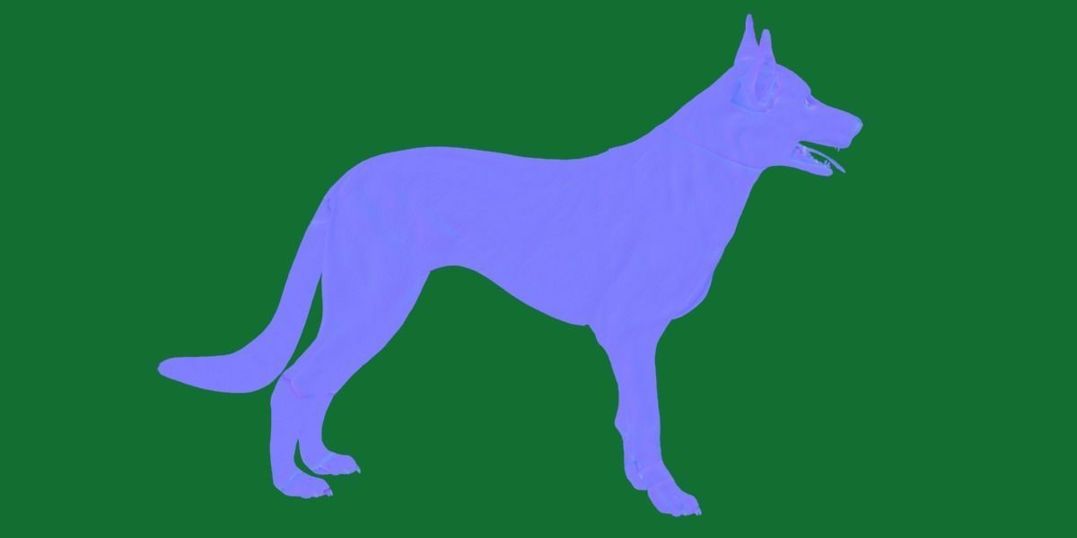 Australian Kelpie Dog 3D model_16