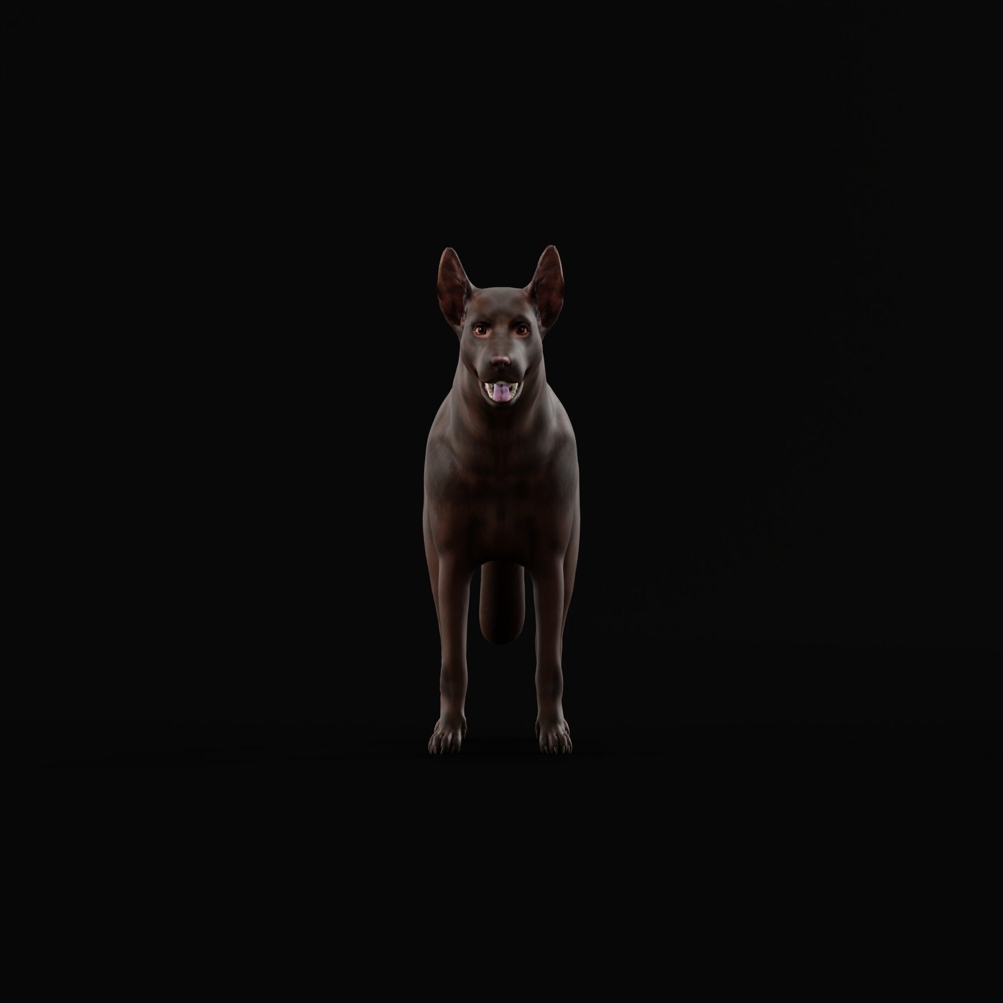 Australian Kelpie Dog 3D model_22