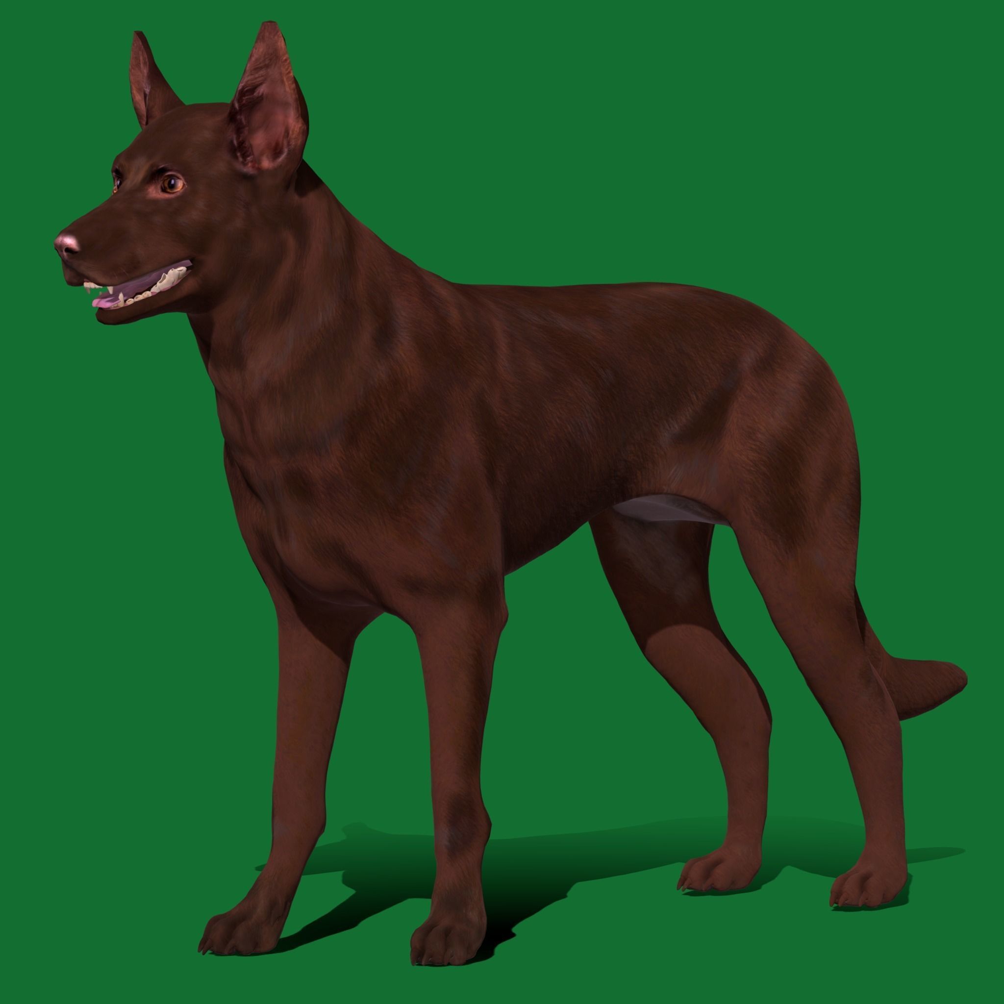Australian Kelpie Dog 3D model_9