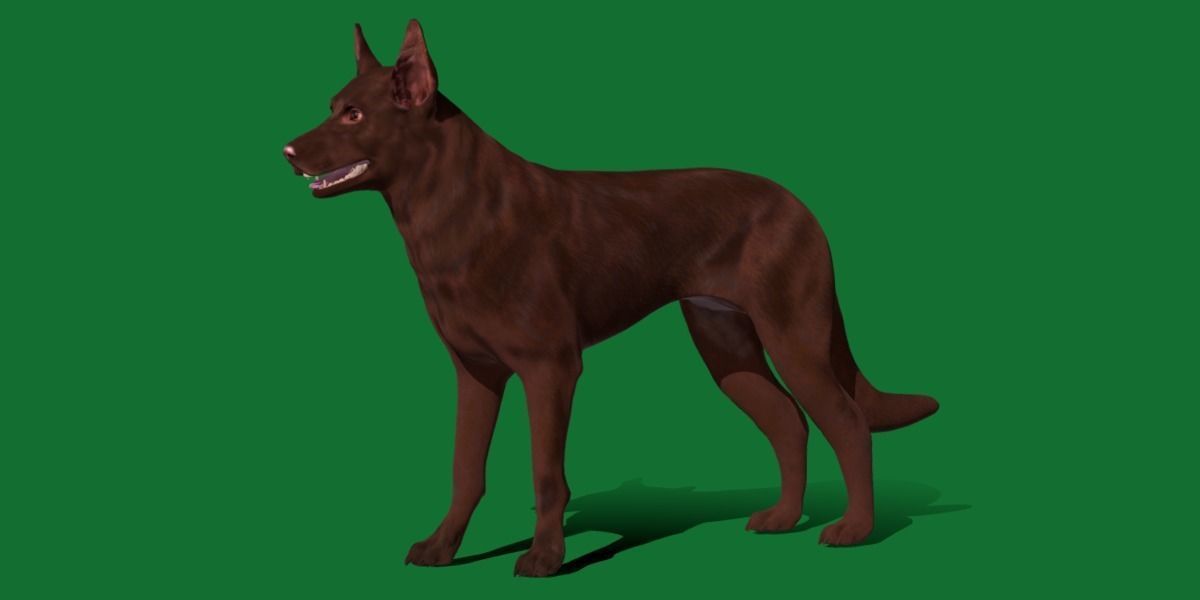 Australian Kelpie Dog 3D model_19