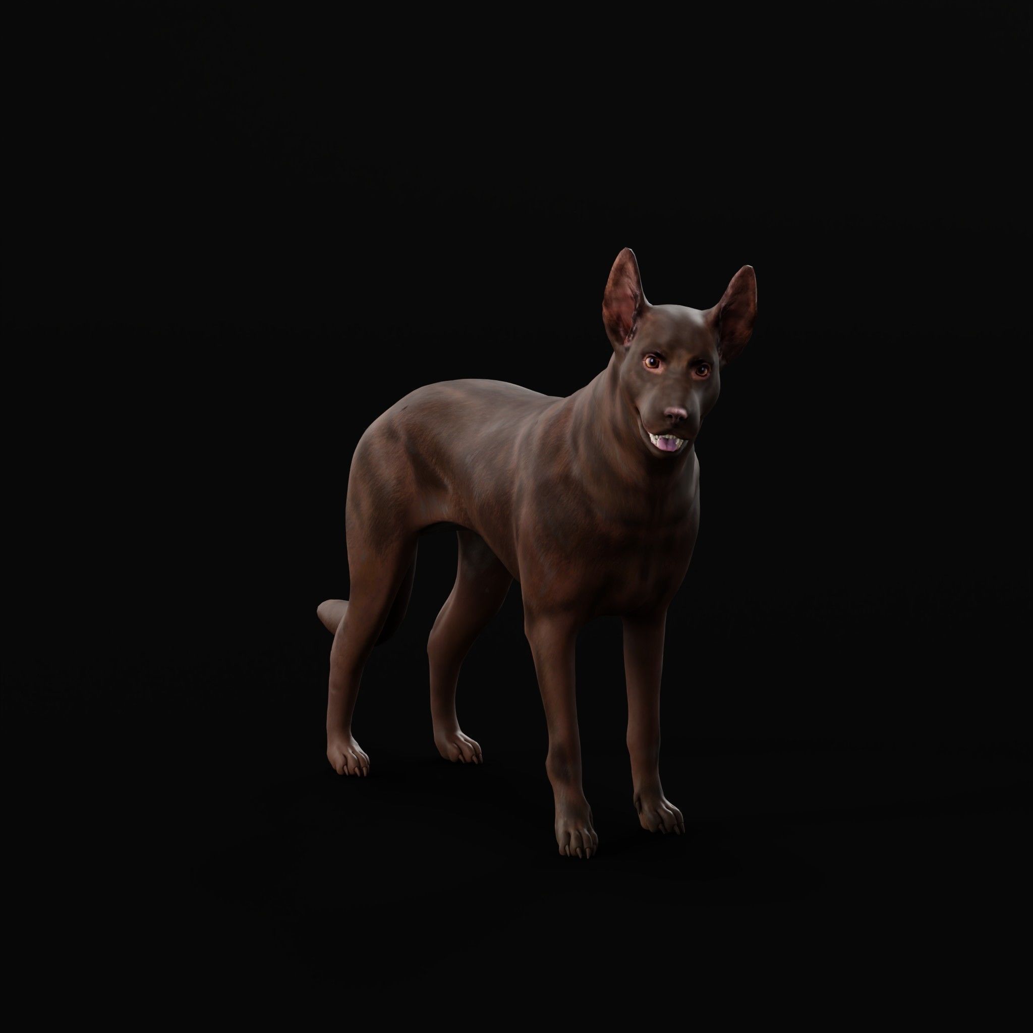 Australian Kelpie Dog 3D model_25