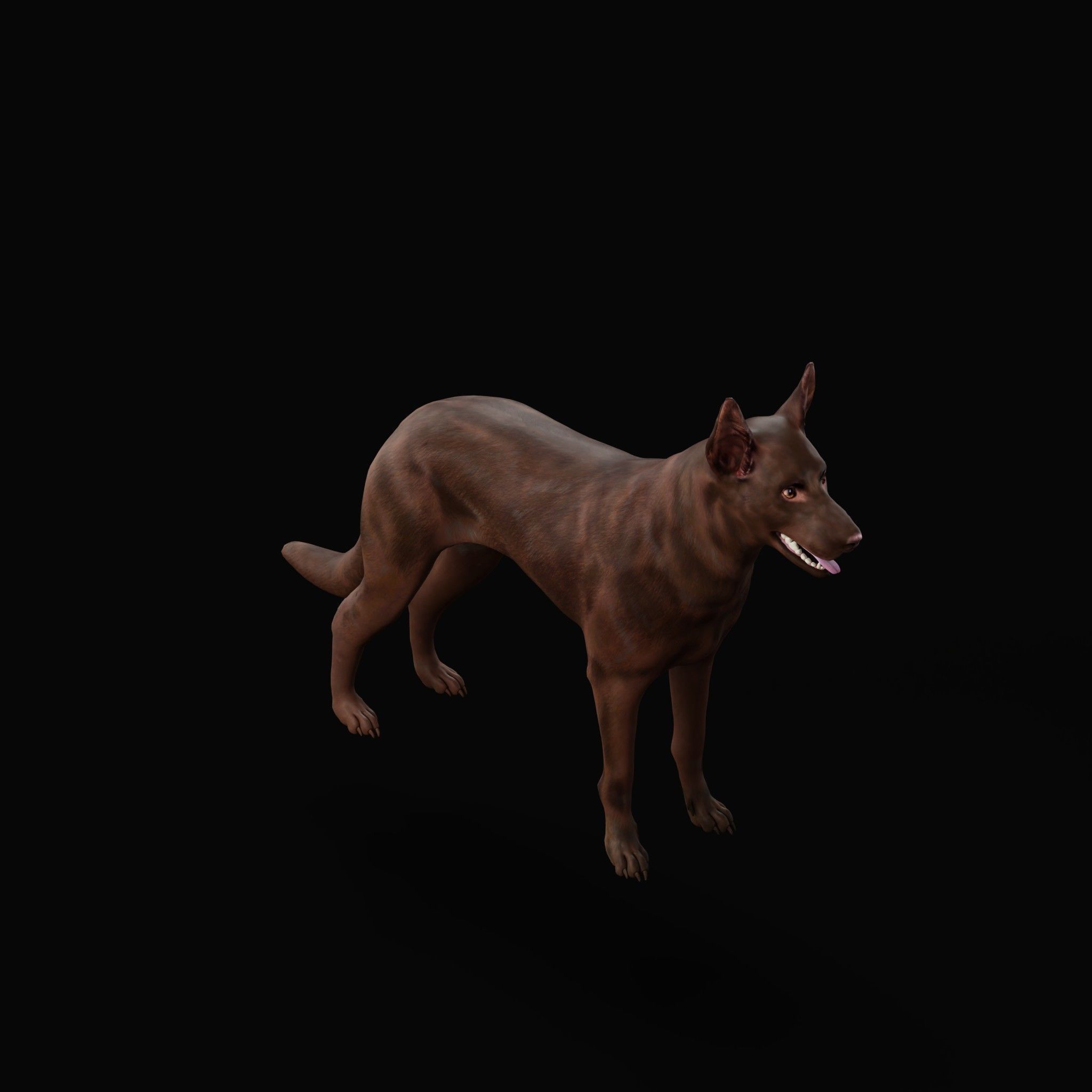 Australian Kelpie Dog 3D model_20