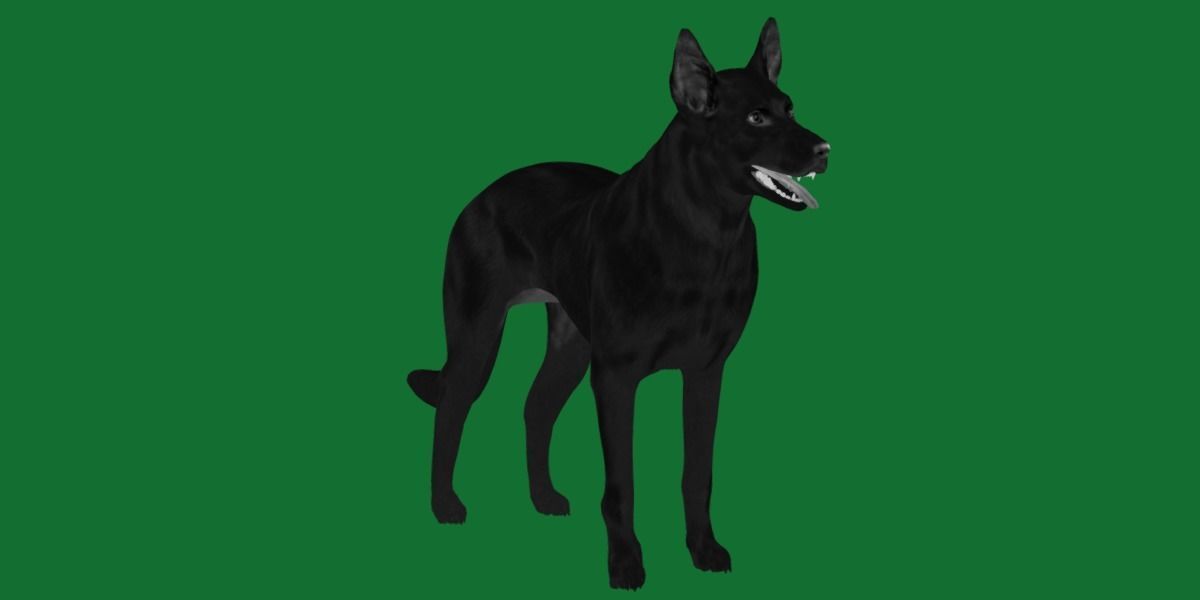 Australian Kelpie Dog 3D model_18