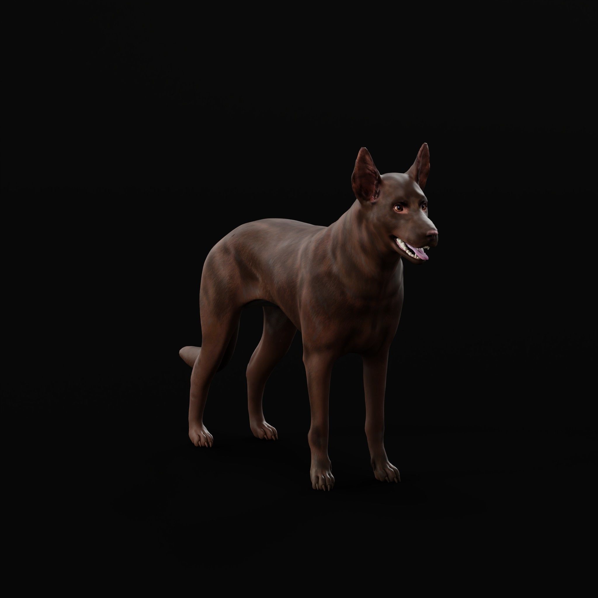 Australian Kelpie Dog 3D model_21
