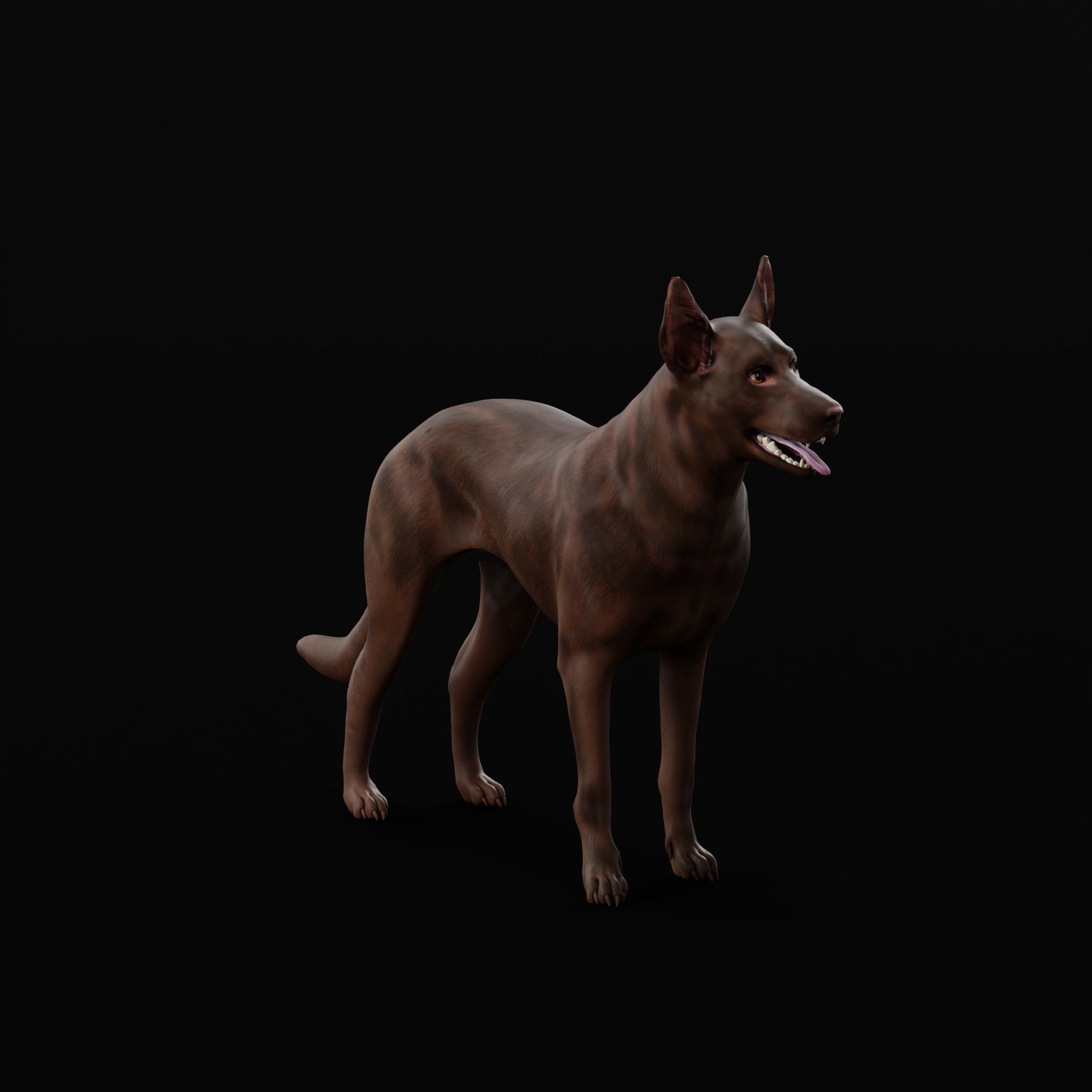 Australian Kelpie Dog 3D model_26