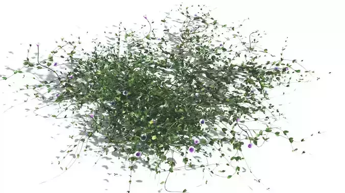 EVERYPlant Beach Morning Glory 1 --14 Models-- 3D model