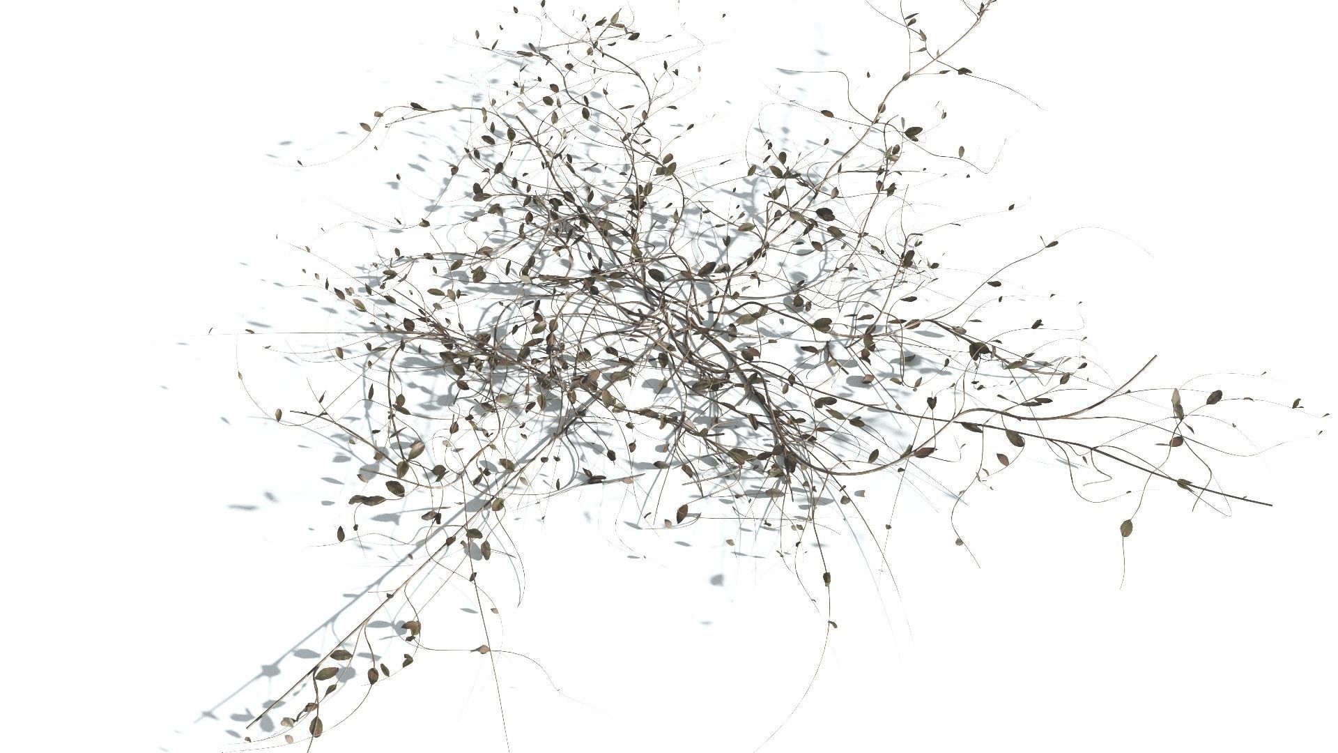 EVERYPlant Beach Morning Glory 2 --14 Models-- 3D model_13