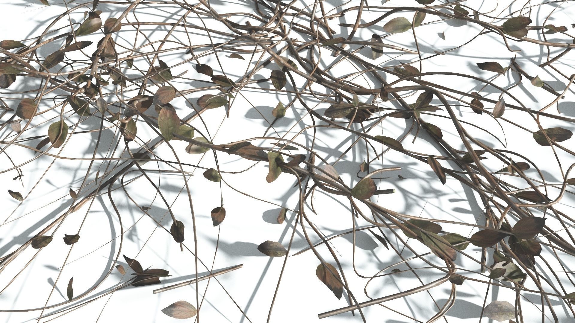 EVERYPlant Beach Morning Glory 2 --14 Models-- 3D model_14