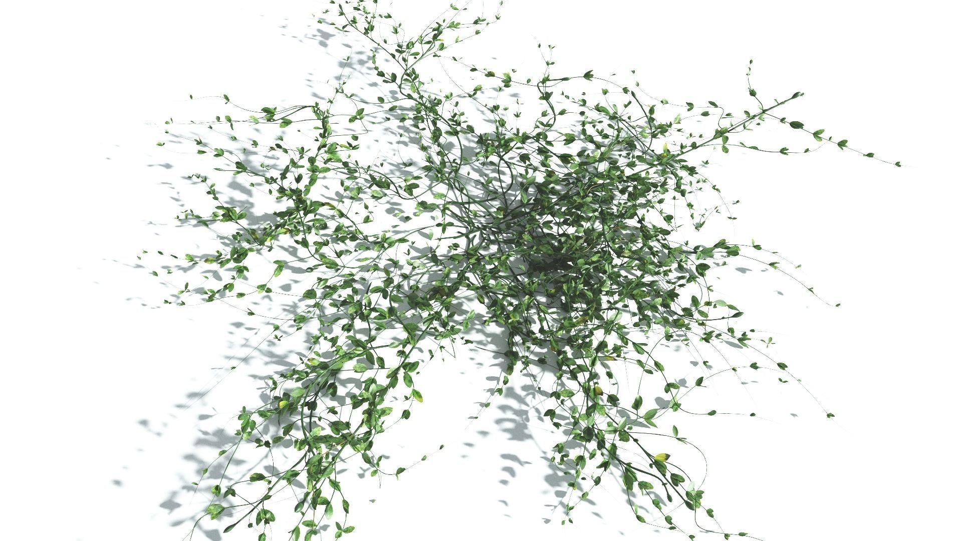 EVERYPlant Beach Morning Glory 2 --14 Models-- 3D model_17