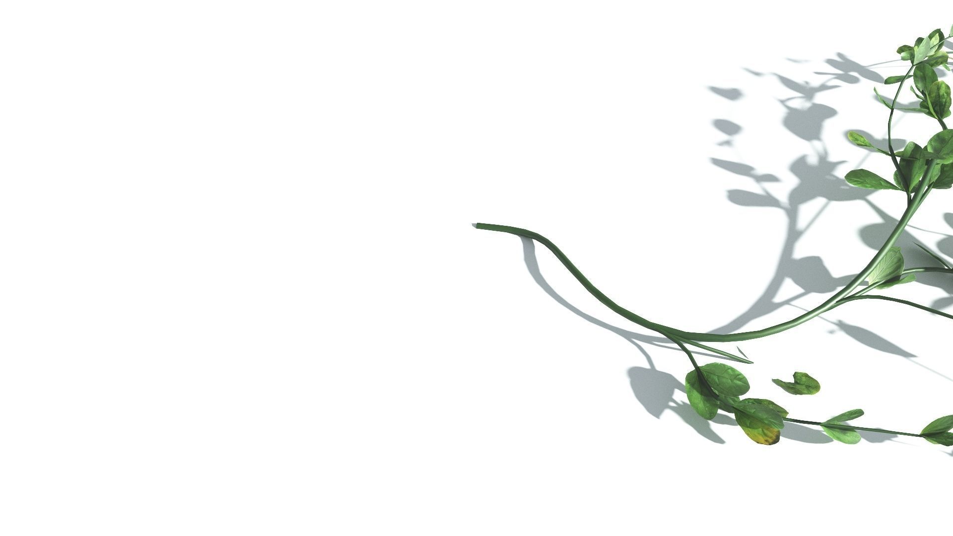 EVERYPlant Beach Morning Glory 2 --14 Models-- 3D model_24