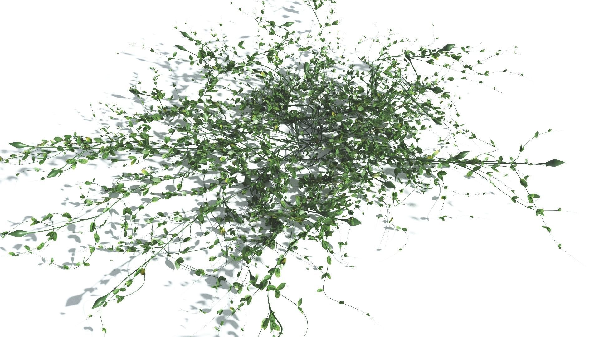 EVERYPlant Beach Morning Glory 2 --14 Models-- 3D model_15