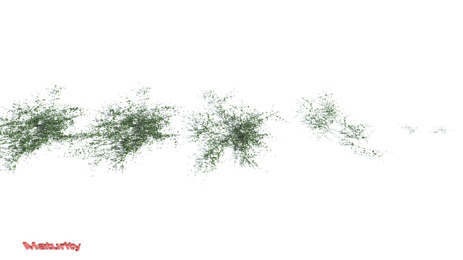 EVERYPlant Beach Morning Glory 2 --14 Models-- 3D model_2