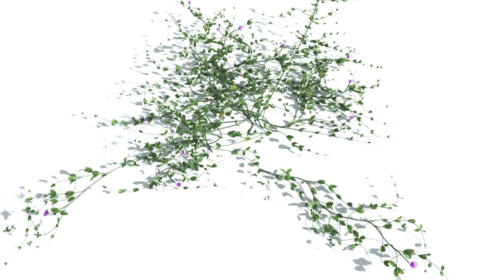 EVERYPlant Beach Morning Glory 2 --14 Models-- 3D model_25