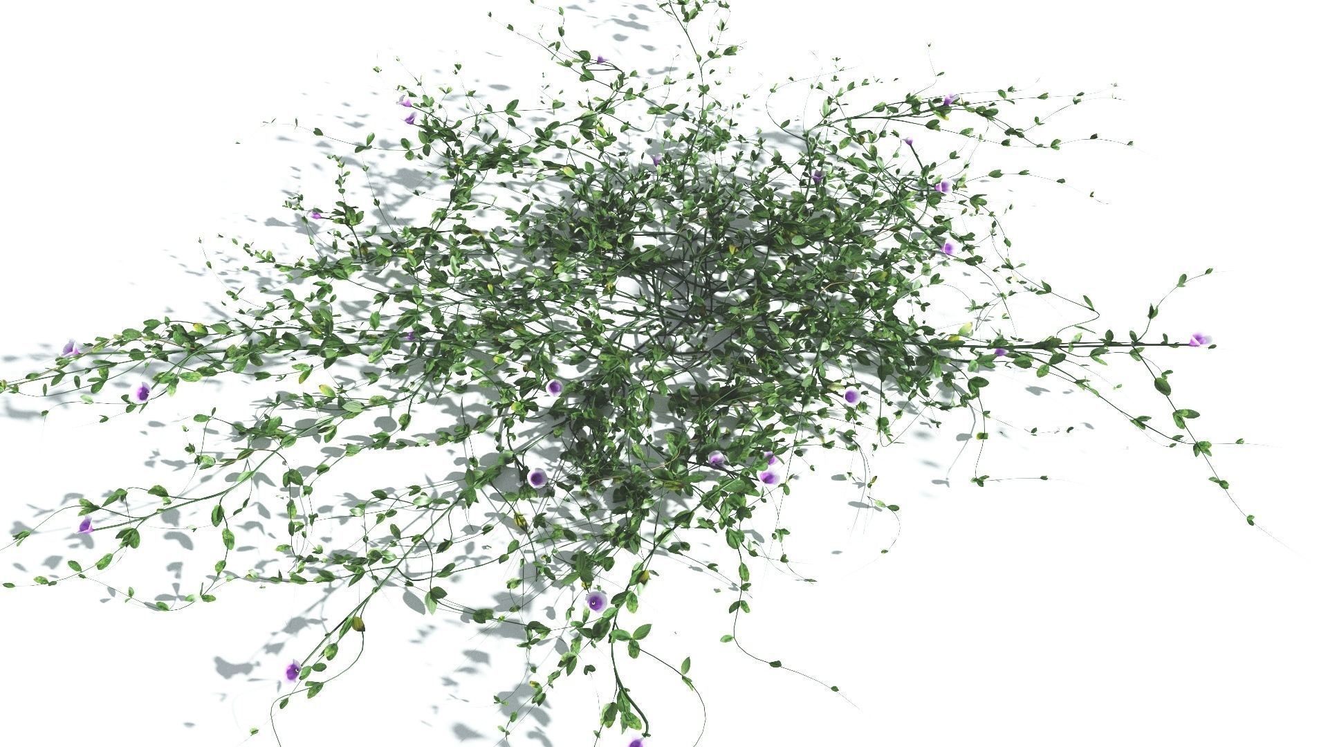 EVERYPlant Beach Morning Glory 2 --14 Models-- 3D model_5