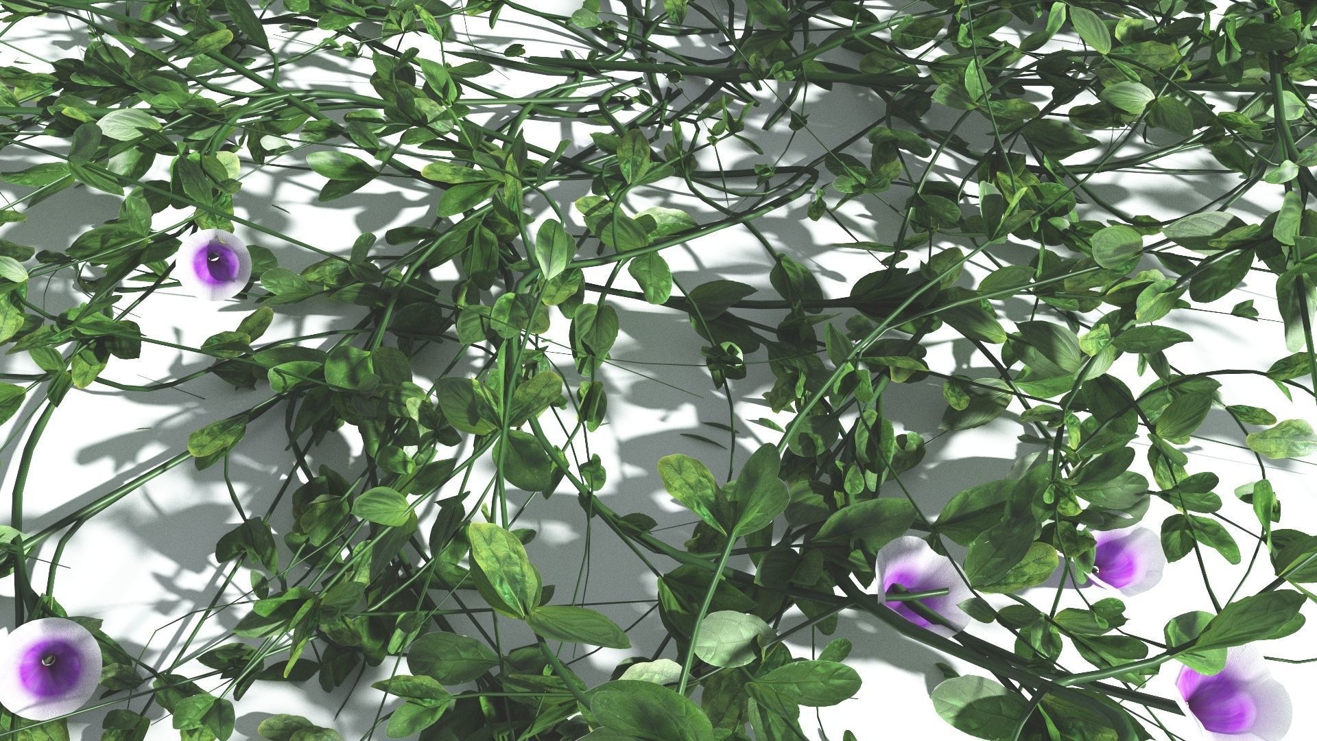 EVERYPlant Beach Morning Glory 2 --14 Models-- 3D model_8