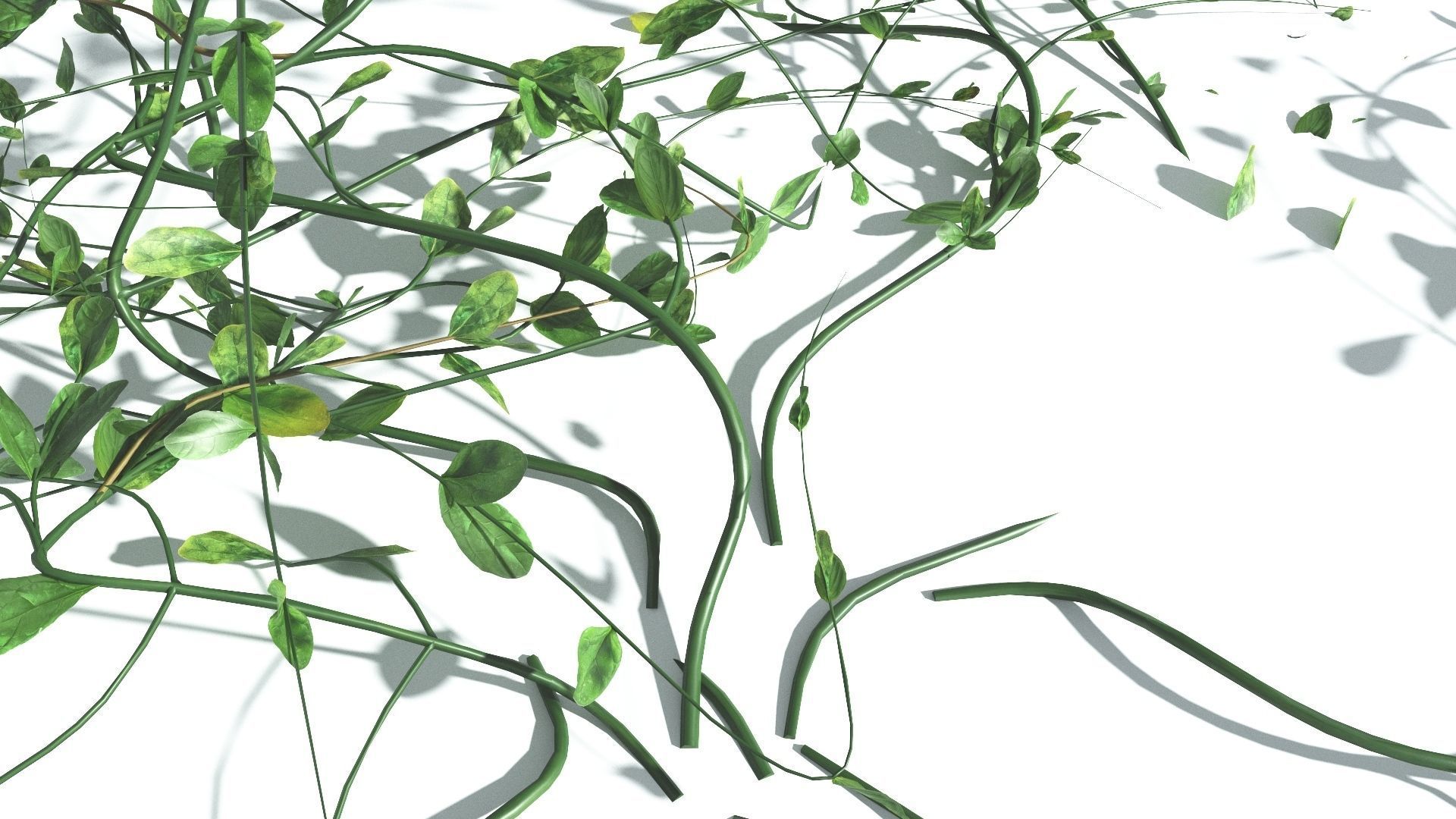 EVERYPlant Beach Morning Glory 2 --14 Models-- 3D model_20