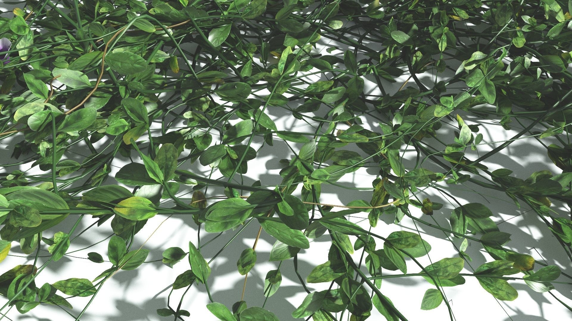 EVERYPlant Beach Morning Glory 2 --14 Models-- 3D model_28