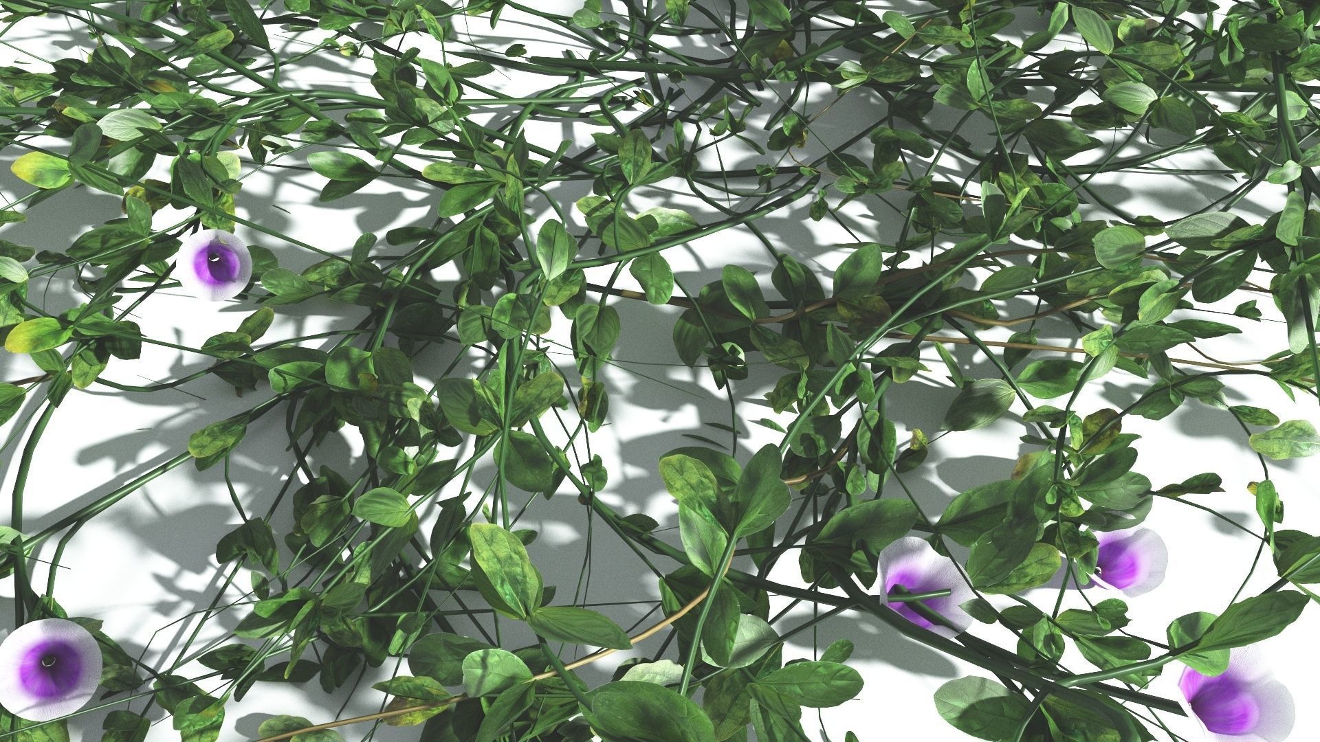 EVERYPlant Beach Morning Glory 2 --14 Models-- 3D model_6