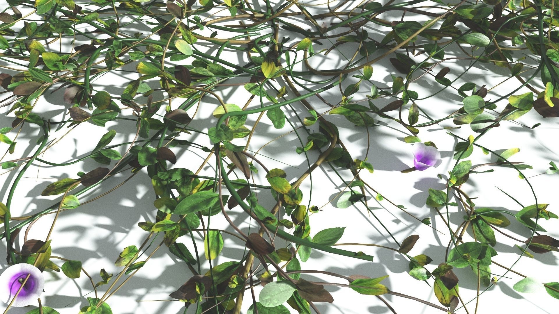 EVERYPlant Beach Morning Glory 2 --14 Models-- 3D model_10