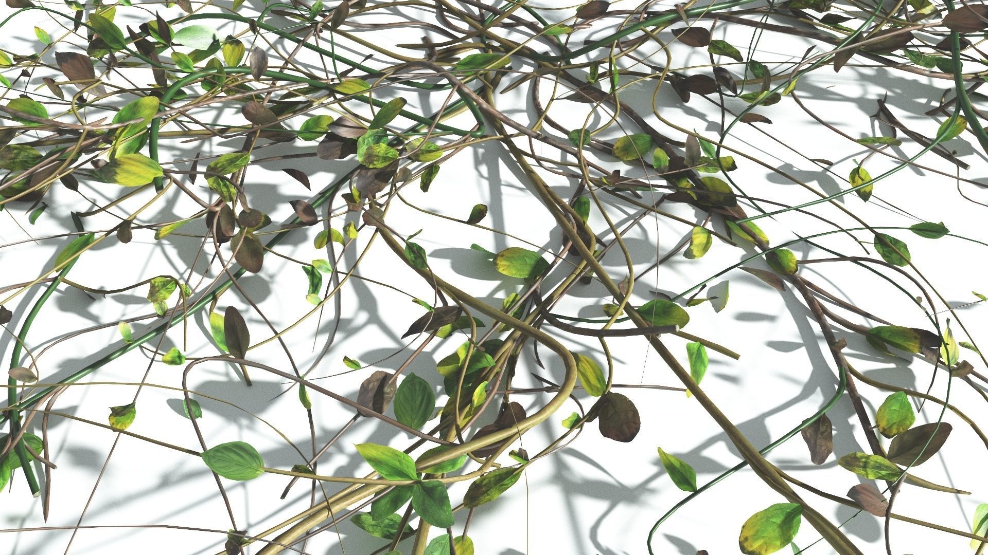 EVERYPlant Beach Morning Glory 2 --14 Models-- 3D model_12