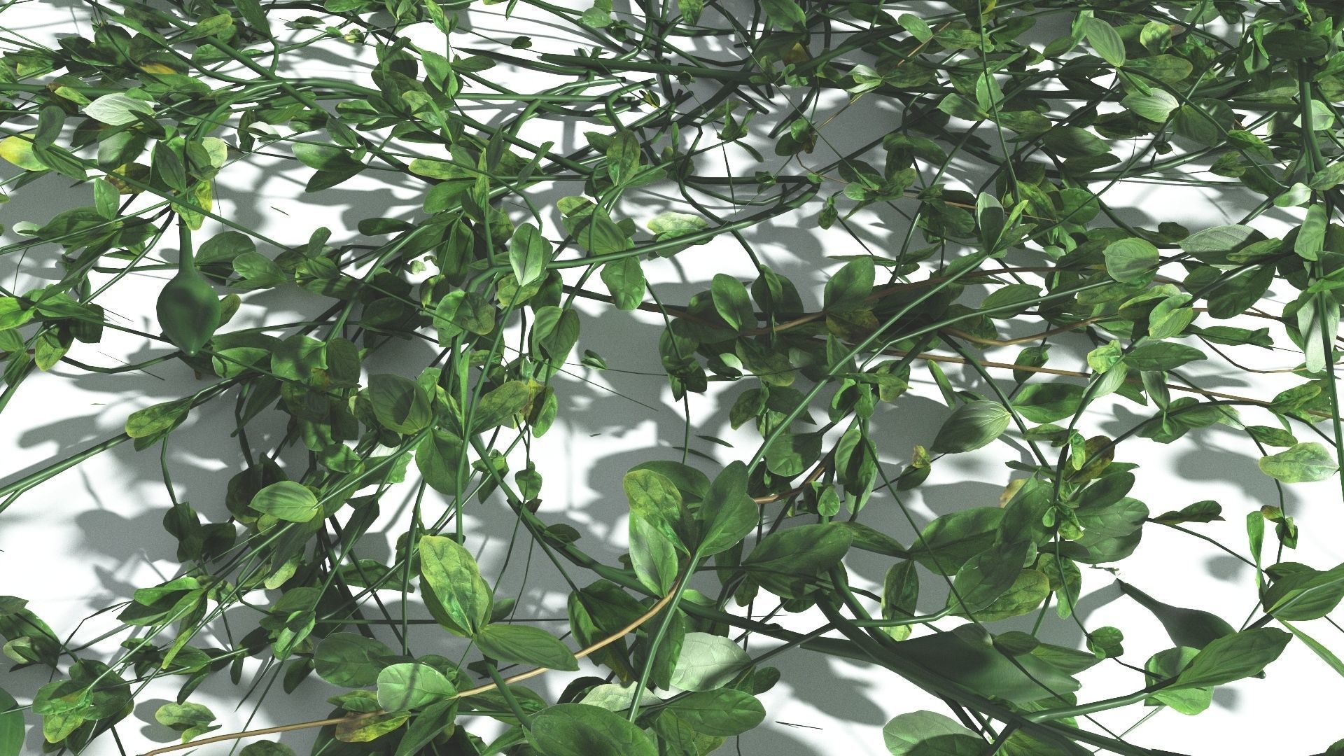 EVERYPlant Beach Morning Glory 2 --14 Models-- 3D model_16