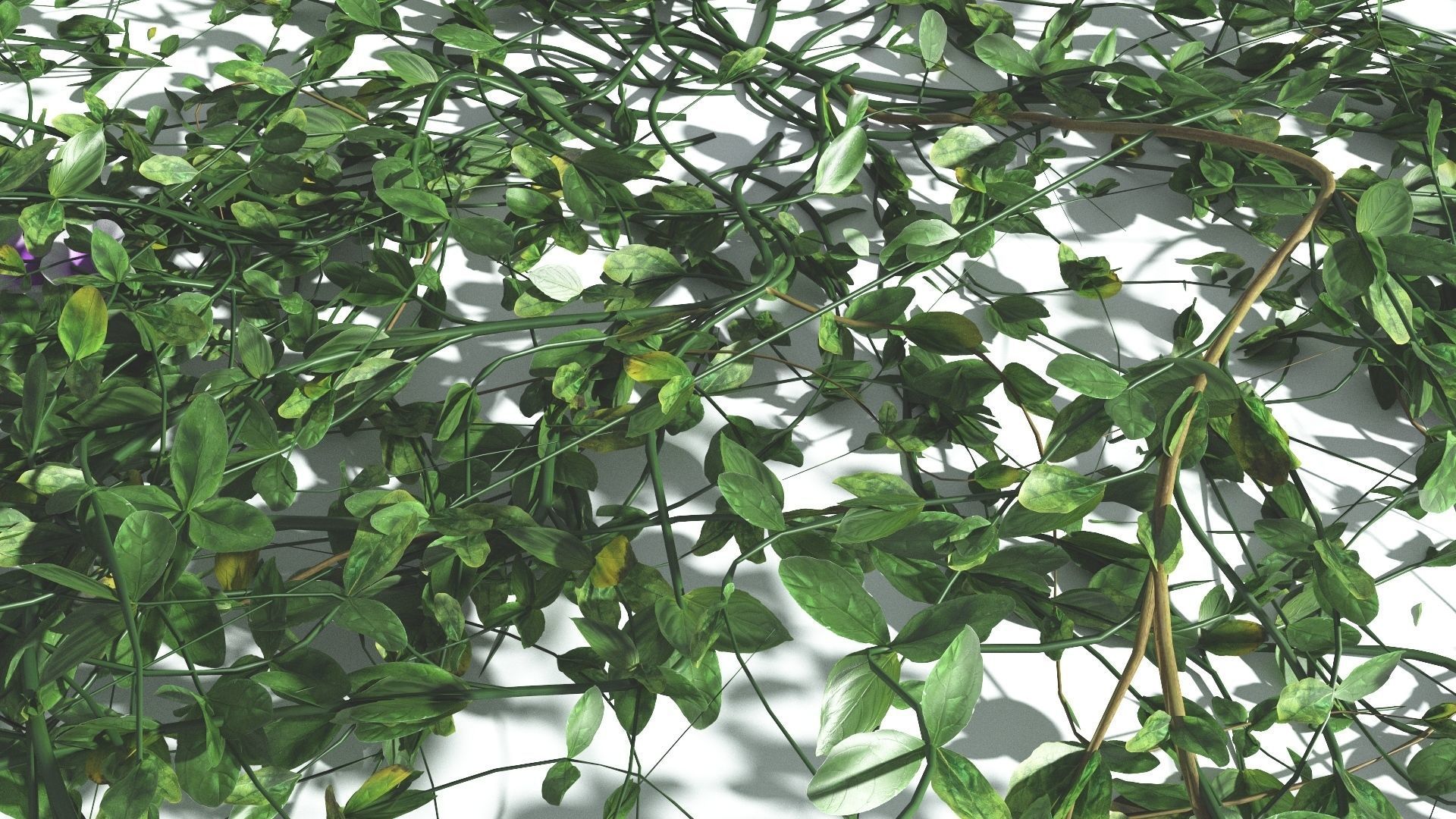 EVERYPlant Beach Morning Glory 3 --14 Models-- 3D model_32