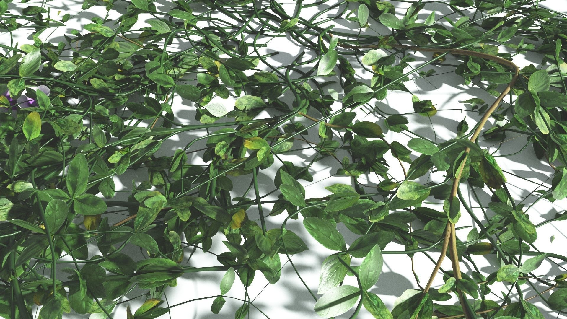 EVERYPlant Beach Morning Glory 3 --14 Models-- 3D model_6