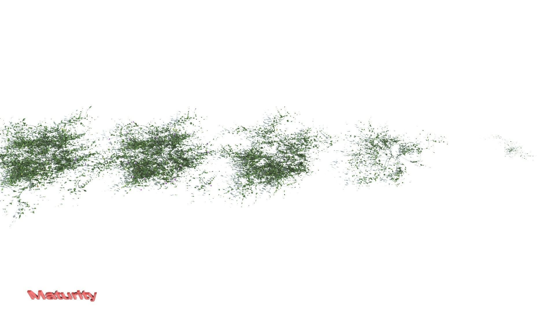 EVERYPlant Beach Morning Glory 3 --14 Models-- 3D model_2