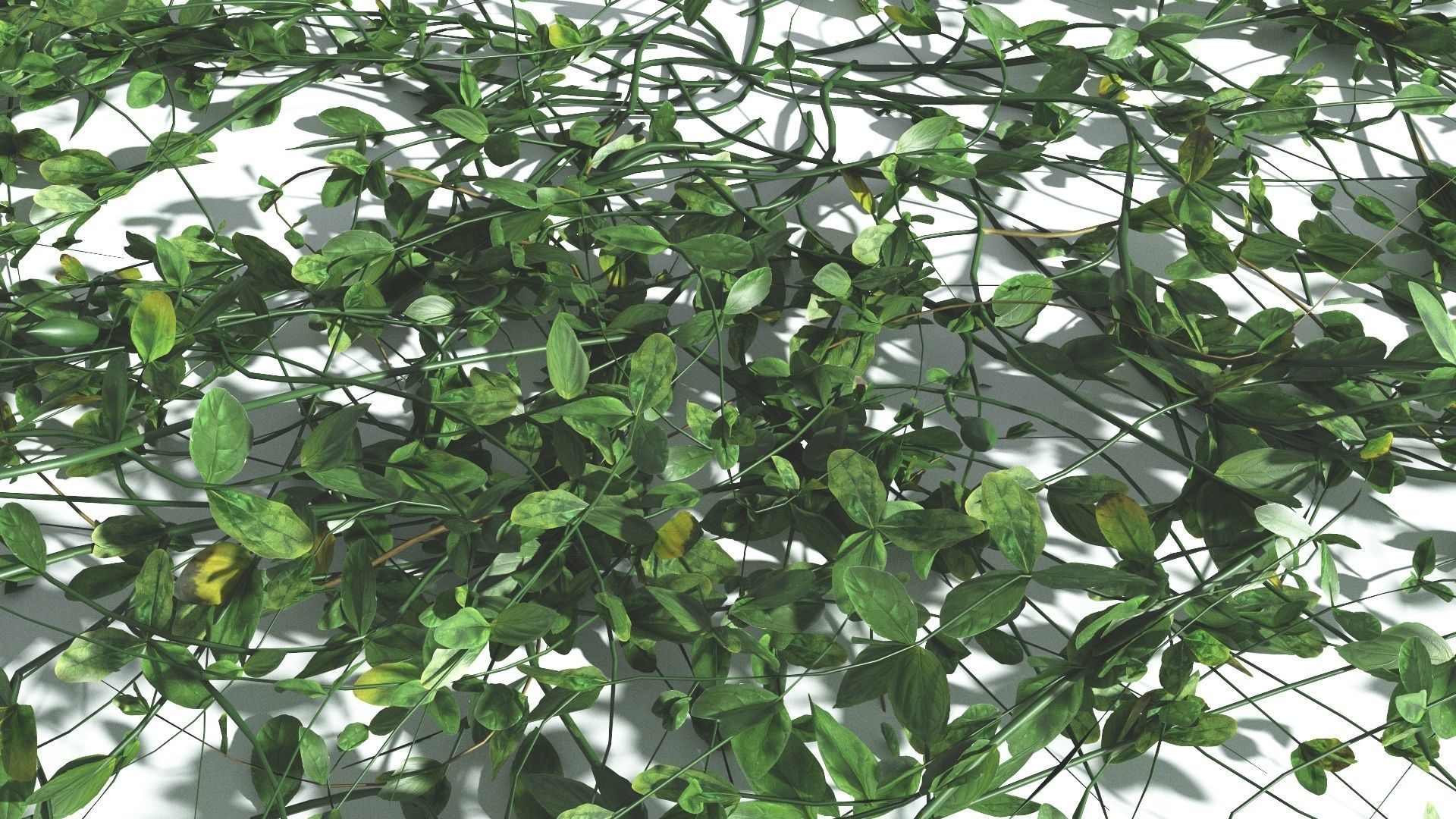 EVERYPlant Beach Morning Glory 3 --14 Models-- 3D model_18